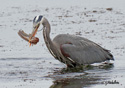 Ardea herodias